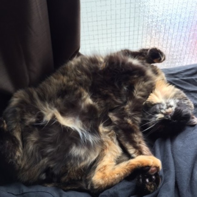八猿11のカバー写真