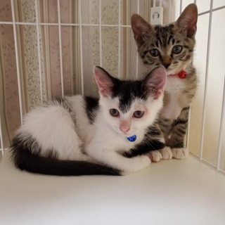 可愛い兄弟の里親を探しています！