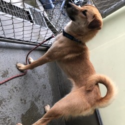 犬猫譲渡会 サムネイル1