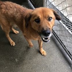 犬猫譲渡会 サムネイル2