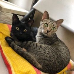 犬猫譲渡会 サムネイル3