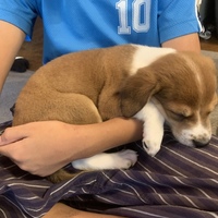 ラテ