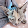 【ハンディあり】ゴロゴロ子猫ちゃん❤︎