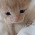 １１日産まれのお洒落なベージュ猫子猫ちゃん