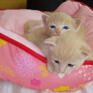 11日産まれのお洒落な毛色ベージュ子猫ちゃん