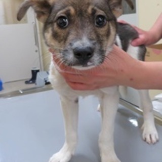 【助けてください】元東‐D171 まりちゃん