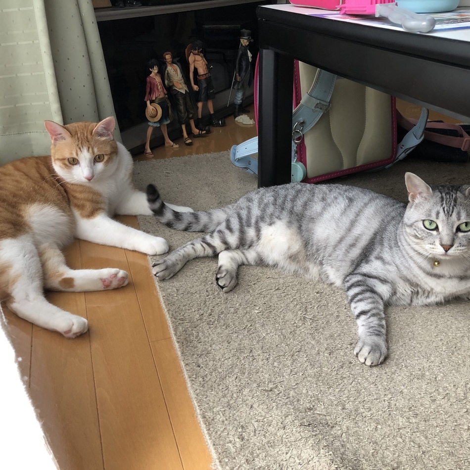 ムーンのカバー写真