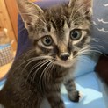 黒い虎毛の甘えん坊の仔猫を保護しています