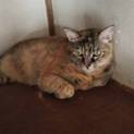緊急募集‼︎成猫ちゃんを助けてください‼︎‼︎