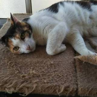 緊急募集‼︎成猫ちゃんを助けてくだだい‼︎‼︎