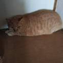 緊急募集‼︎成猫ちゃんを助けてください‼︎‼︎