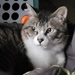 強そうなのは顔だけでけんかはイヤなかまってちゃん