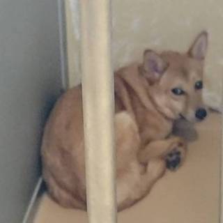 《ここからだして》気配を消している、こかげ10ヶ月