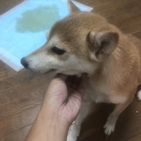 ユちゃん