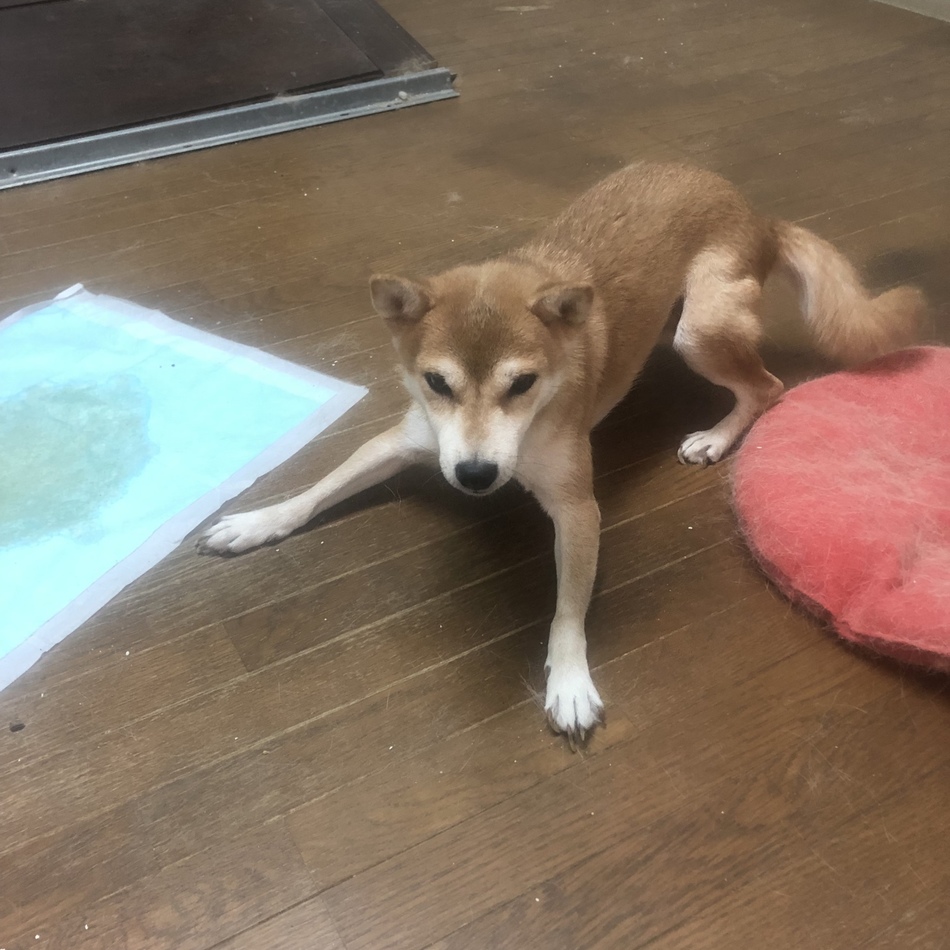 ユちゃんのカバー写真