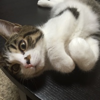ロコ