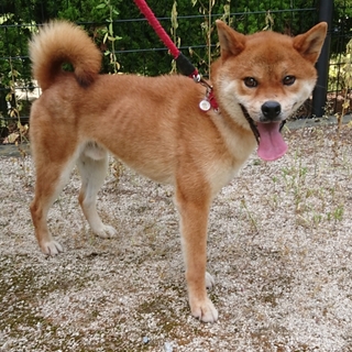 (センター譲渡決定)柴風ワンコ 元高‐D496