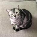 アメリカンショートヘアの宝ちゃん