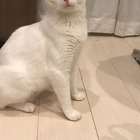 ぽんす