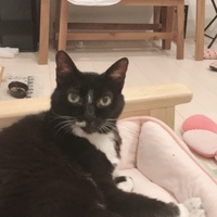 たまこ