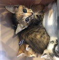 トラ柄？さびの1ヶ月齢の子猫ちゃん