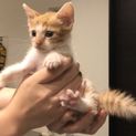 1ヶ月齢茶白のおとなしい男の子