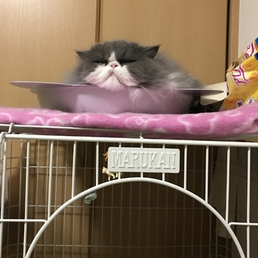 つぶれウィッチ