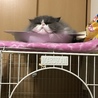 つぶれウィッチ