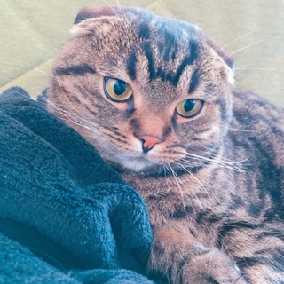 たれ耳スコティッシュ！