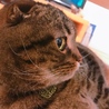 たれ耳スコティッシュ！ サムネイル2