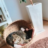 たれ耳スコティッシュ！ サムネイル4