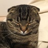 たれ耳スコティッシュ！ サムネイル5