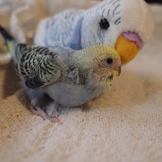 セキセイインコの雛です(5羽中の1羽目)