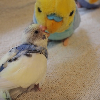 セキセイインコの雛です(5羽中の2羽目)