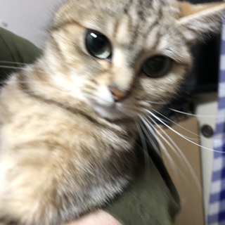 3歳半位メス