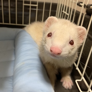 マーシャルフェレット 10ヶ月