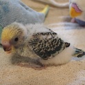 セキセイインコの雛です(5羽中の5羽目)