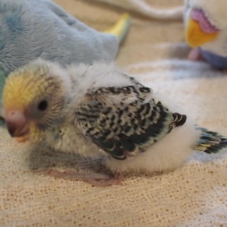 セキセイインコの雛です(5羽中の5羽目)