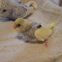 セキセイインコの雛です(5羽中の4羽目)