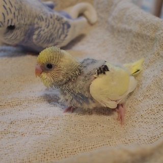 セキセイインコの雛です(5羽中の4羽目)