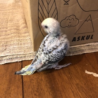 （募集中止）セキセイインコの雛(5羽中の3羽目)