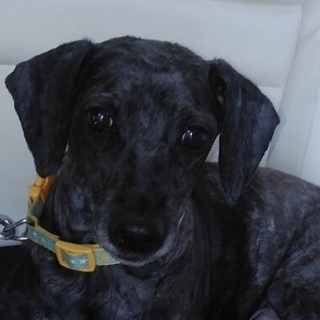 センターより保護　黒トイプードル♂