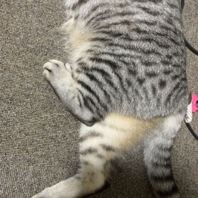 コマサヤのカバー写真