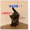 ９／８台風直撃寸前に保護３００gのサビちゃん