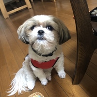 マクラ