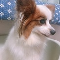 パピヨン