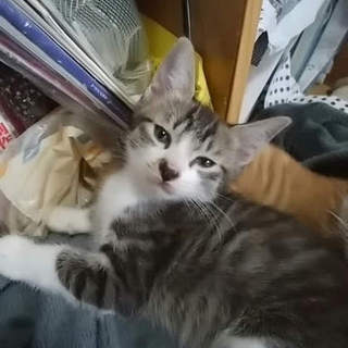 キジトラ（オス）生後3ヶ月の子猫の里親さんを募集