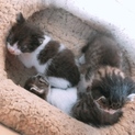 猫ちゃん3兄妹