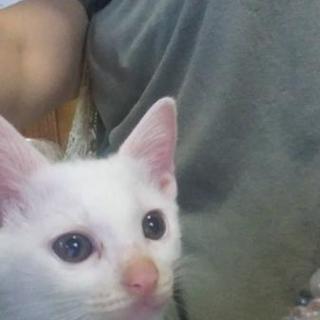 【再募集】子猫（白オス）生後4ヶ月の里親さんを募集