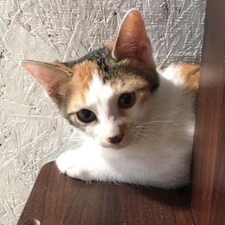 可愛い子猫1
